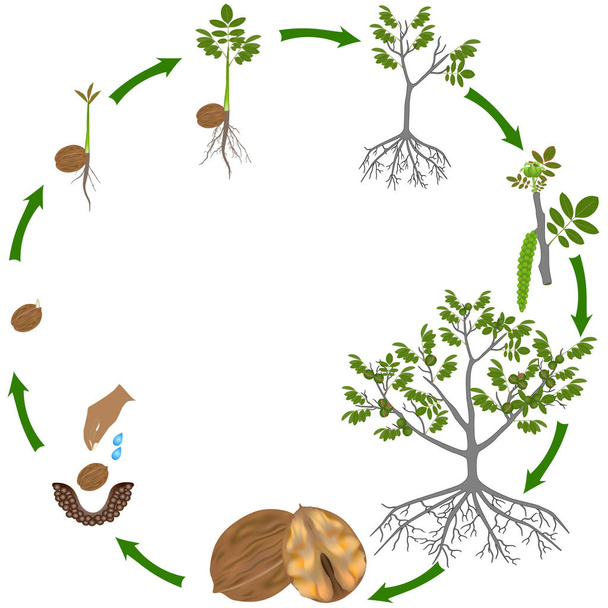 Життєвий цикл рослини з горіха на білому тлі
. - Вектор, зображення