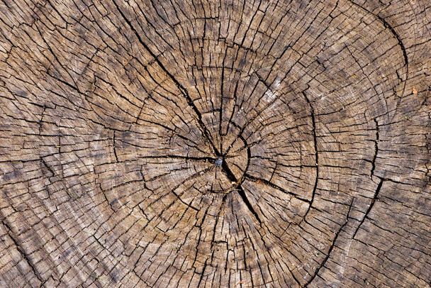 Close up of cut wooden stump with cracks and annual rings as pattern. Abstract natural texture background - Foto, imagen