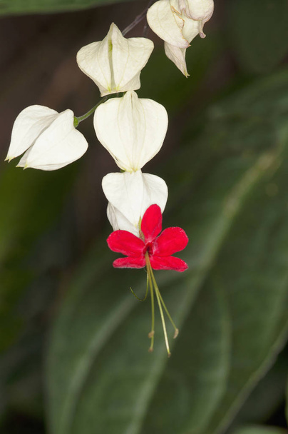 Close-up of Clerodendrum thomsoniae in Maharashtra state, India - Photo, Image