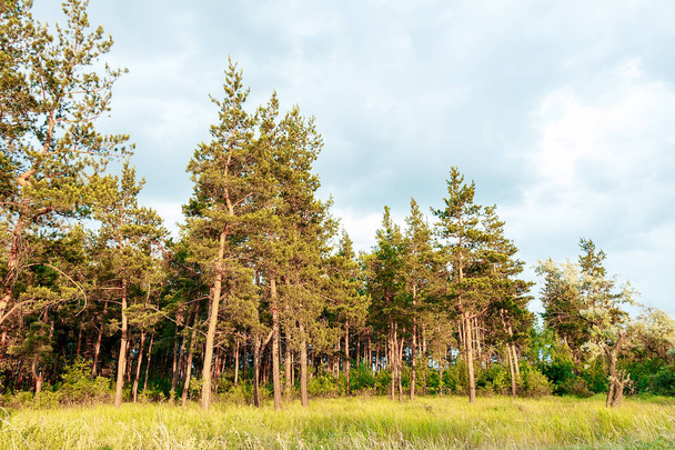 Landschaft eines Kiefernwaldes, hohe, schöne Bäume - Foto, Bild
