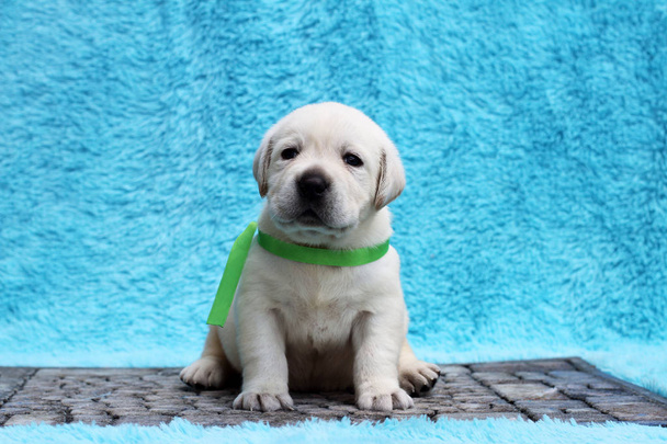 il piccolo cucciolo labrador su sfondo blu - Foto, immagini
