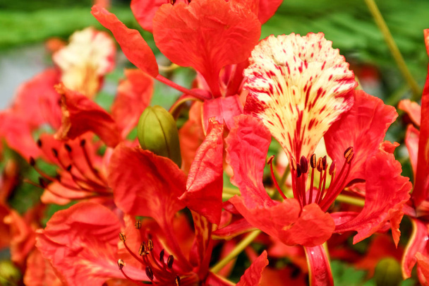punainen kukka boutique liekki puu kukkivat puutarhassa
 - Valokuva, kuva