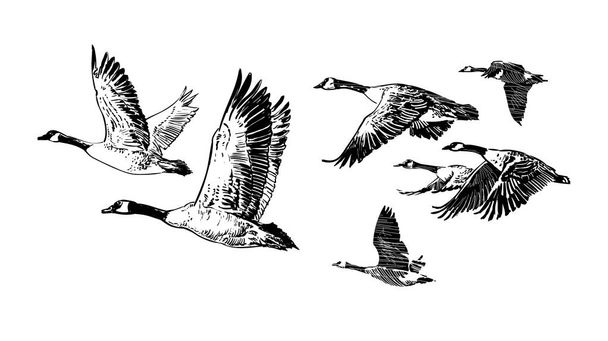 Flock of flying wild geese. Hand drawn sketch style vector. - Vektor, Bild