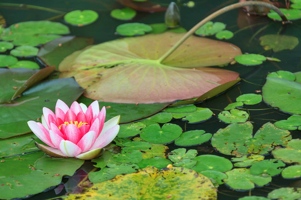 a lotus flower of rainy day - Foto, imagen