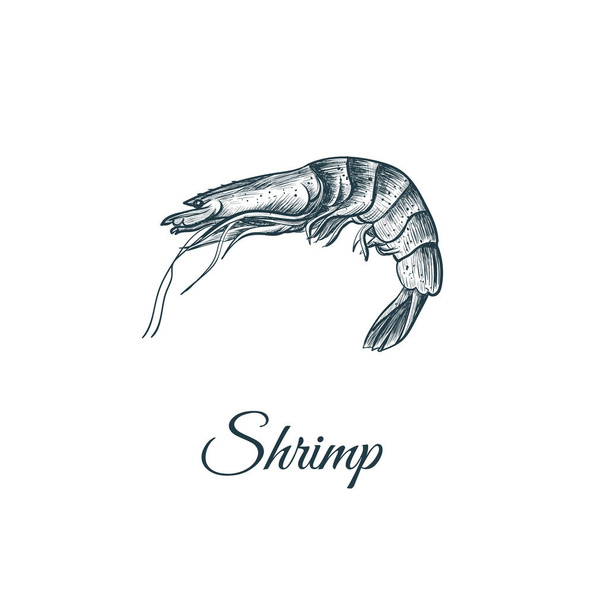 Shrimp sketch hand drawing.  - Vector, Imagen