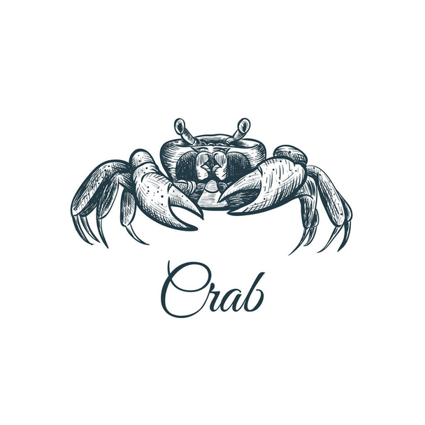 Croquis crabe dessin à la main
.  - Vecteur, image