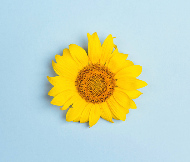 A small yellow sunflower on a bue background. Top view, flat lay. - Foto, Imagem