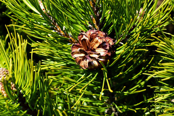 Pinus mugo tree with cones - Photo, Image