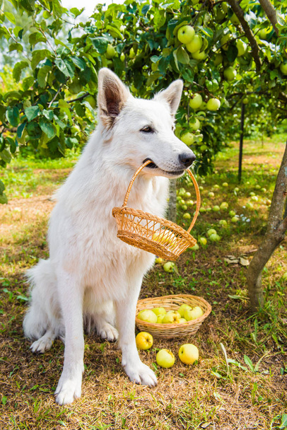 Elma sepeti beyaz swiss çoban köpeği olan - Fotoğraf, Görsel