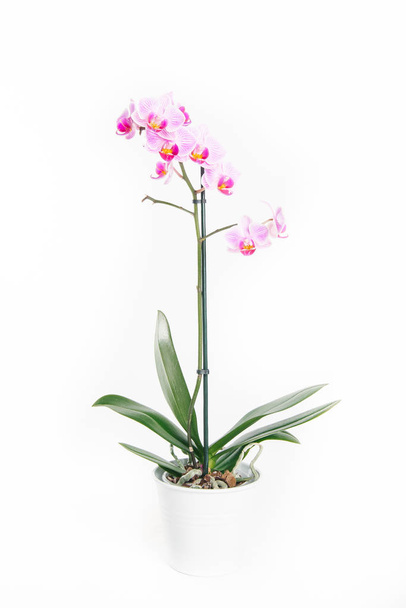 Fresh pink orchid isolated on white background - Foto, Imagen