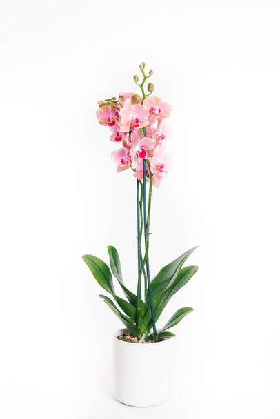 Tender light pink orchid isolated on white background - 写真・画像