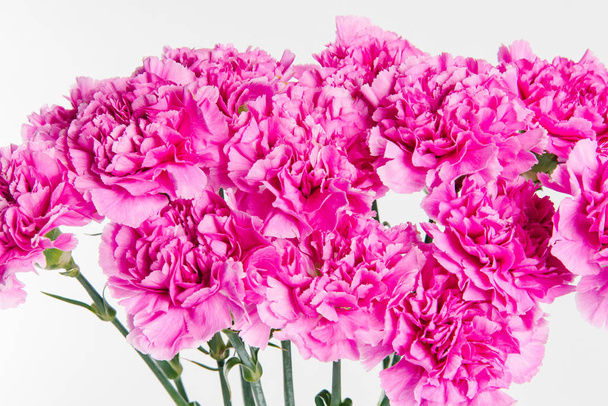 Аромат свежих розовых гвоздик на белом фоне
 - Фото, изображение