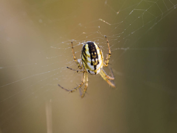 Close up de uma aranha Mangora acalypha sentado em sua teia
 - Foto, Imagem