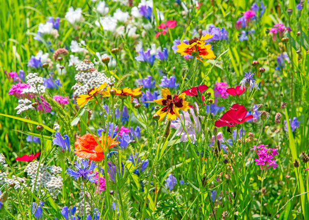 Krásné pozadí letní louky s květy - Fotografie, Obrázek