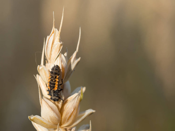 Close up of a ladybird larva sitting on a grain - Photo, Image