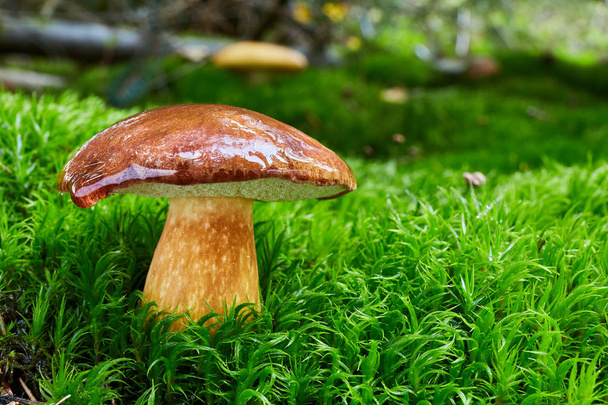 Imleria badia - eetbare paddenstoel. Schimmel in de natuurlijke omgeving. Engels: baai boleet - Foto, afbeelding