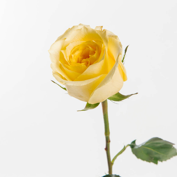 Close view of tender light-yellow rose isolated on white background - Photo, Image
