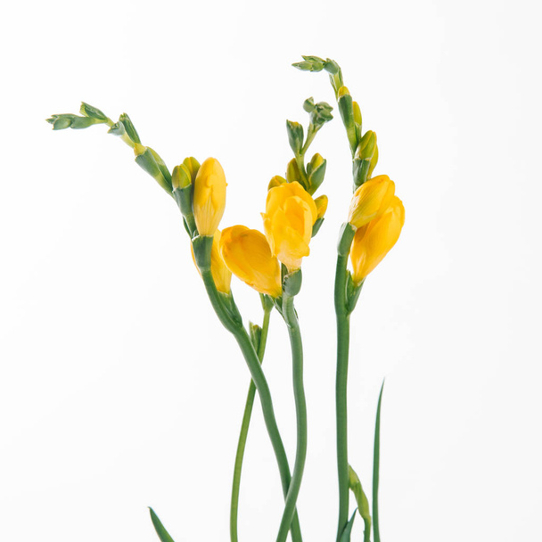Close view of tender fresh yellow freesia twigs on white background - Фото, зображення