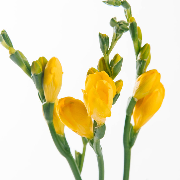 Close view of tender fresh yellow freesia twigs on white background - Foto, Imagem