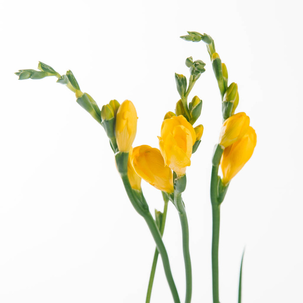 Close view of tender fresh yellow freesia twigs on white background - Photo, Image