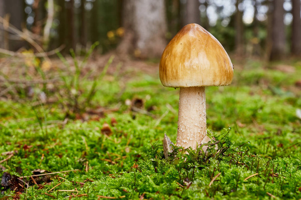 Мухомор umbrinolutea - їстівними грибами. Грибок в природному середовищі. Англійська: зональні харіуса ringless Мухомор - Фото, зображення