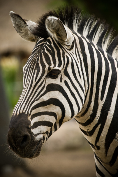 Zebra - Fotoğraf, Görsel