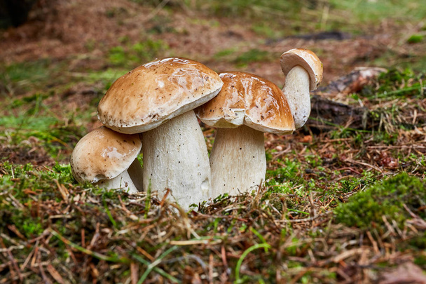 Boletus edulis - edible mushroom. Small boletus growing on the boletus's cap. Fungus in the natural environment. English: penny bun, porcini, cep, porcino, king bolete - Photo, Image