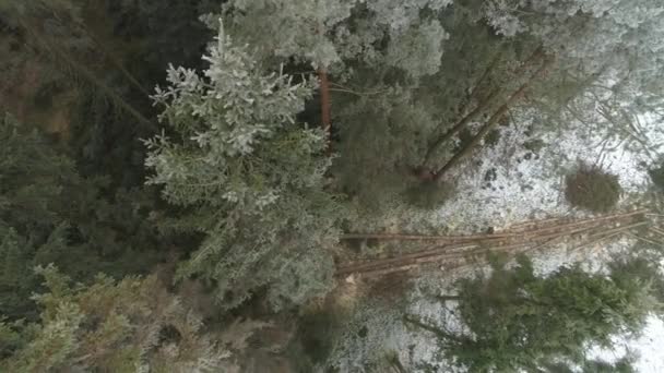 AERIAL: Abeto picador de madera y pinos cubiertos de heladas de nieve en un hermoso bosque durante el invierno. Maderas aserradas talando madera, talando abetos altos. Árboles que caen como cortados por madereros
 - Imágenes, Vídeo