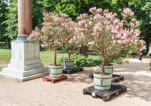 Transplanting Nerium Oleander tree in city park - Photo, Image