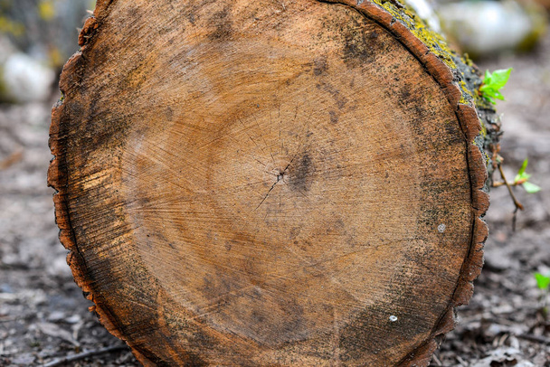 Troncos de madera apilados con árboles de pino, fondo
 - Foto, imagen