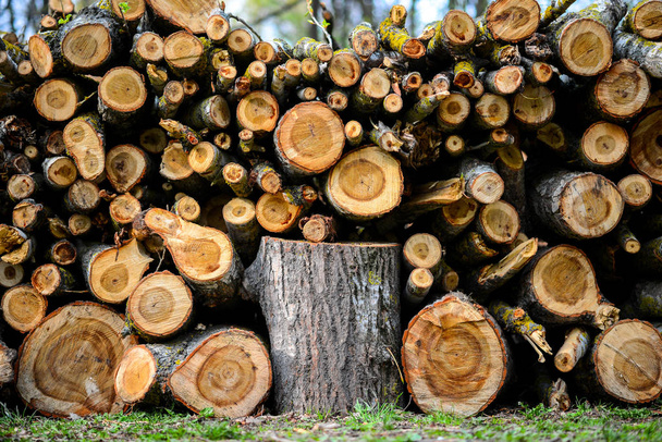 Деревья из сложенного дерева с сосновыми деревьями, фон
 - Фото, изображение