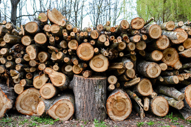 Grumes empilées de bois avec des pins, fond
 - Photo, image