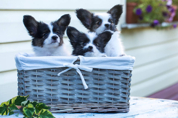 tres lindos cachorros en una canasta de mimbre
 - Foto, imagen