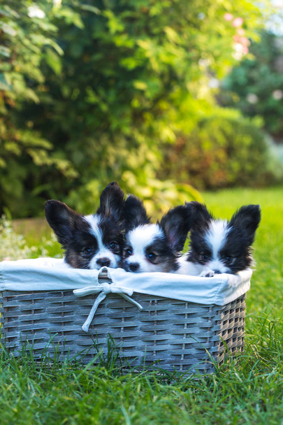 Три щенка выглядывают из корзины
 - Фото, изображение
