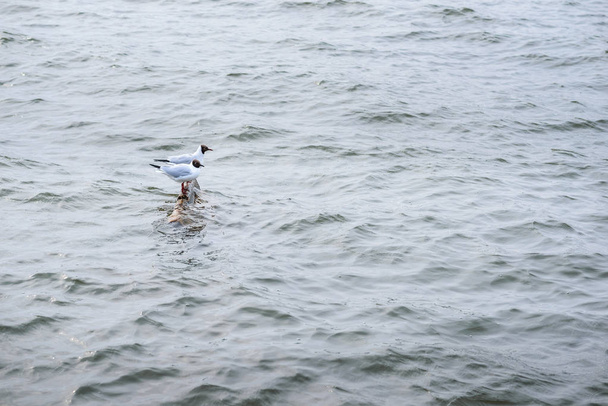 Dos gaviotas de cabeza negra de pie sobre piedras en el agua y reflejándose en la superficie del agua
 - Foto, Imagen