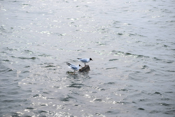 zwei Schwarzkopfmöwen, die auf Steinen im Wasser stehen und sich in der Wasseroberfläche spiegeln - Foto, Bild