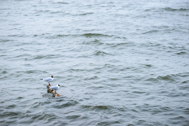 Dvě černé čele Racek stojícího na kameny ve vodě a odráží v povrchu vody - Fotografie, Obrázek