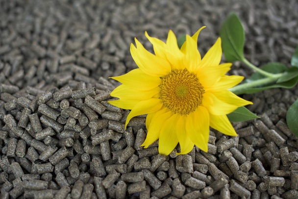 Ayçiçeği - Yenilenebilir enerji yapılmış granül - Fotoğraf, Görsel
