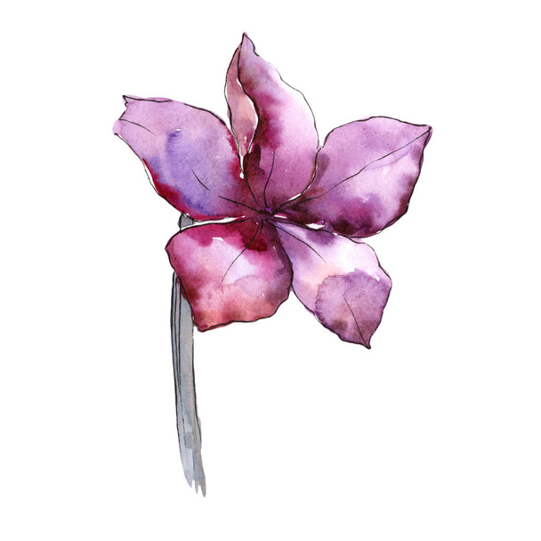 Watercolor purple amaryllis flower. Floral botanical flower. Isolated illustration element. - Photo, Image