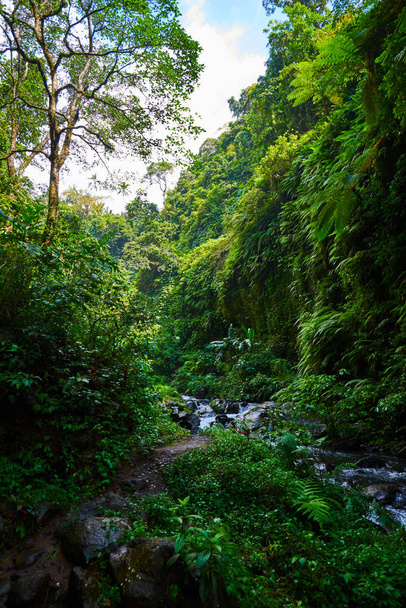Amazing scenic view of a tropical forest with a river on a background of green trees in the morning sun. Mountain rainforest wate stream with fast flowing water and big stones. Travel concept. - Valokuva, kuva