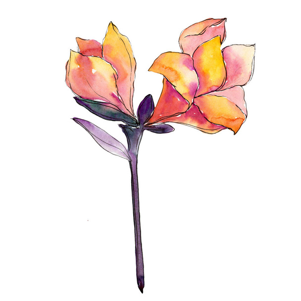 Акварельна помаранчева квітка ампарли. Квіткова ботанічна квітка. Ізольований елемент ілюстрації
. - Фото, зображення