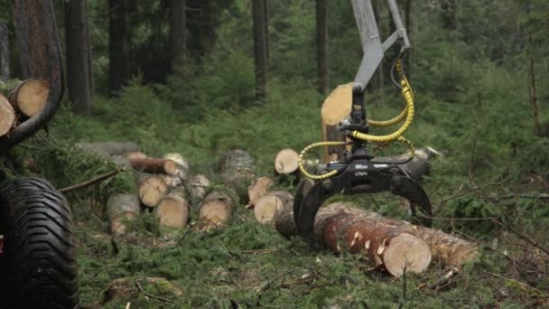 CLOSE UP DOF Harvesting and putting delimbed cut logs and tree trunks on log loader in dense lush green woods in the wilderness. Forwarder loading harvest and moving wood outside the forest to sawmill - Footage, Video