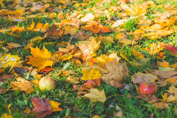 Осенние листья на зеленой траве под солнечными лучами. Свежие яблоки на траве. Концепция урожая. Привет, осень. Цветные листья клена на газоне
. - Фото, изображение
