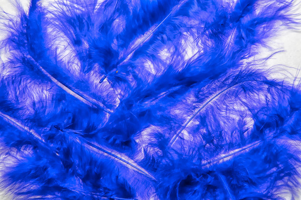 Colored feathers fluffy blue bird - Photo, Image