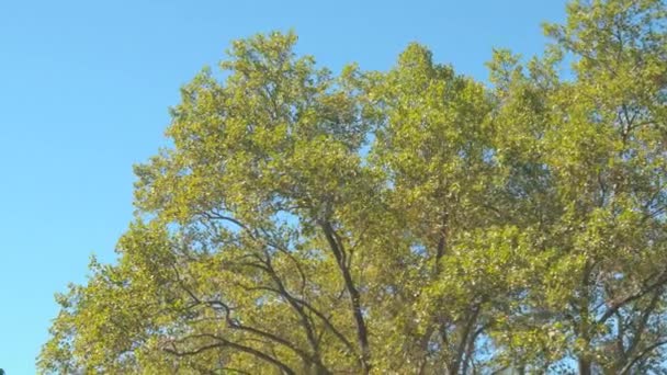 Lage hoek View, Close Up: Een kant van de bladeren tegen helderblauwe hemel op zonnige zomerdag in adembenemende New York Central Park. Weelderige groene bladverliezende boom luifels geïsoleerd op lichte blauwe achtergrond - Video