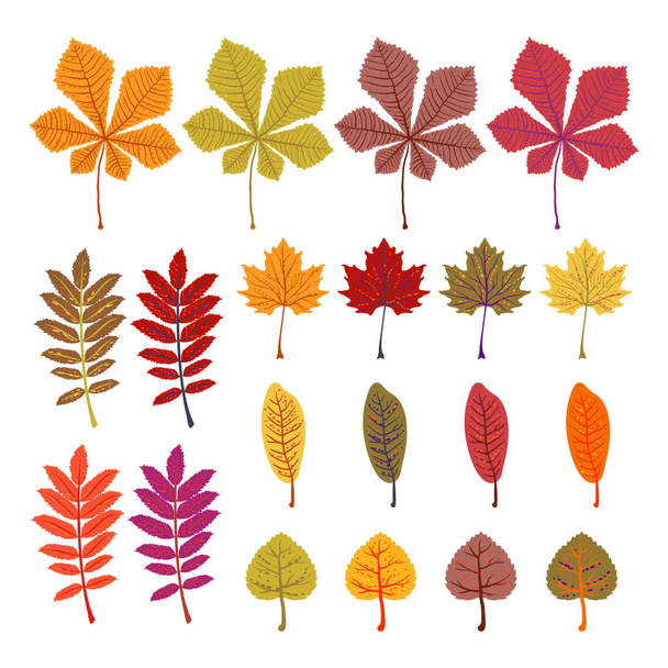 Herfstbladeren geel loof vector set. Seizoen van oranje bladeren, illustratie collectie van oktober vertrekt. Geïsoleerd op witte achtergrond. - Vector, afbeelding