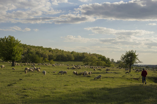 Stádo koz a ovcí. Zvířata se pasou na louce. Horské pastviny v Evropě. - Fotografie, Obrázek