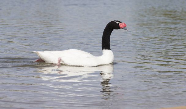 One black-necked swan swimming on a pond in sunlight - Foto, Imagen