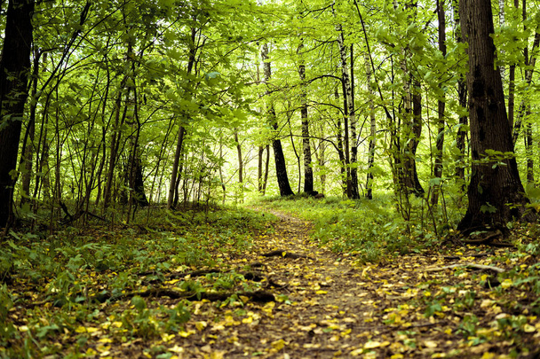 Φθινοπωρινά δέντρα στο δάσος με κίτρινα πεσμένα φύλλα έννοια - Φωτογραφία, εικόνα