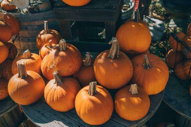 Pumpkins in a variety of shapes and sizes are available at a roadside farm. Bright sunlight coming in from front. Autumn pumpkins for sale at pumpkin patch. Organic autumn harvest. - Foto, imagen